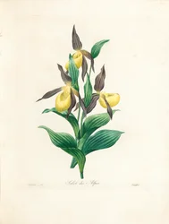 Vrouwenschoentje, gegraveerd door Langlois, uit 